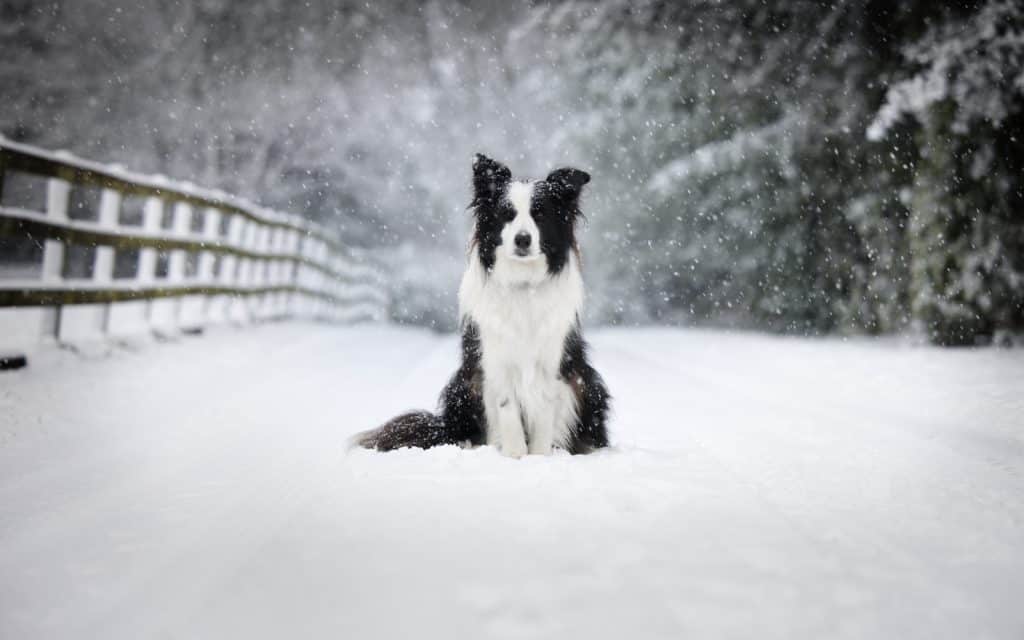 Beautiful image of collie in snow scene