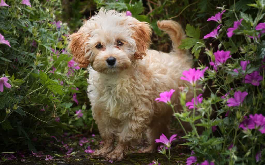 Beautiful small fluffy dog having photo taken