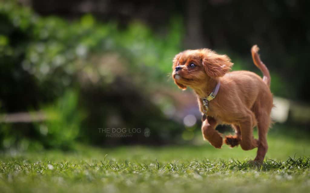 Happy dog running across grass