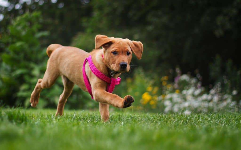 Puppy labrador running across lawn