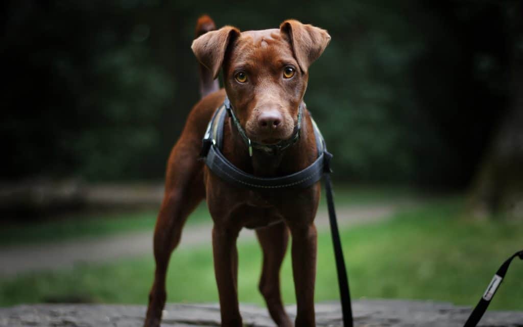 Puppy loooking soulfully into the camera