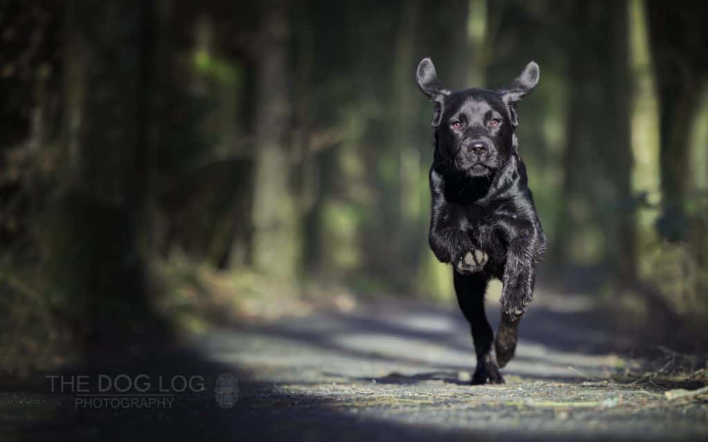Puppy running through a forest