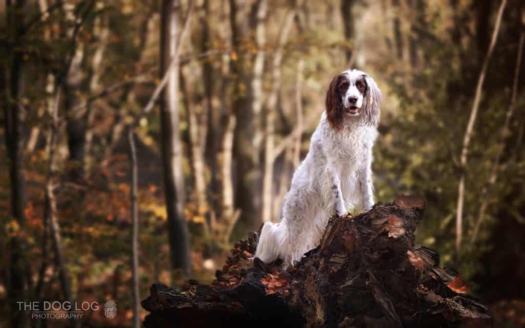 Spaniel in a forest