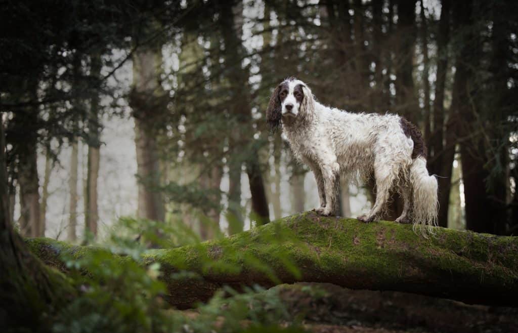Springer in a moody forest