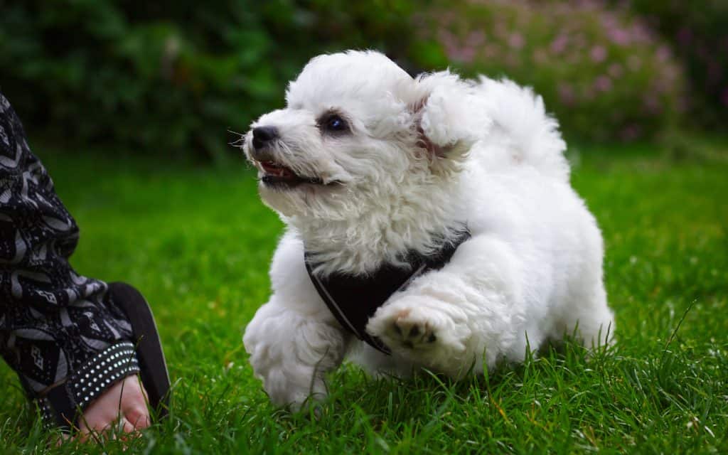 White fluffy dog bouncing happily