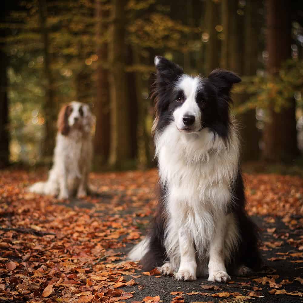 contact The Dog Log for training, behaviour and puppy classes