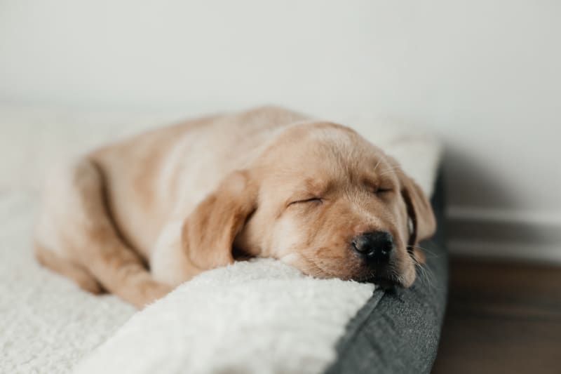 setting you up for success with your new puppy