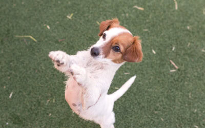 How to stop your dog jumping up (& what doesn’t work)