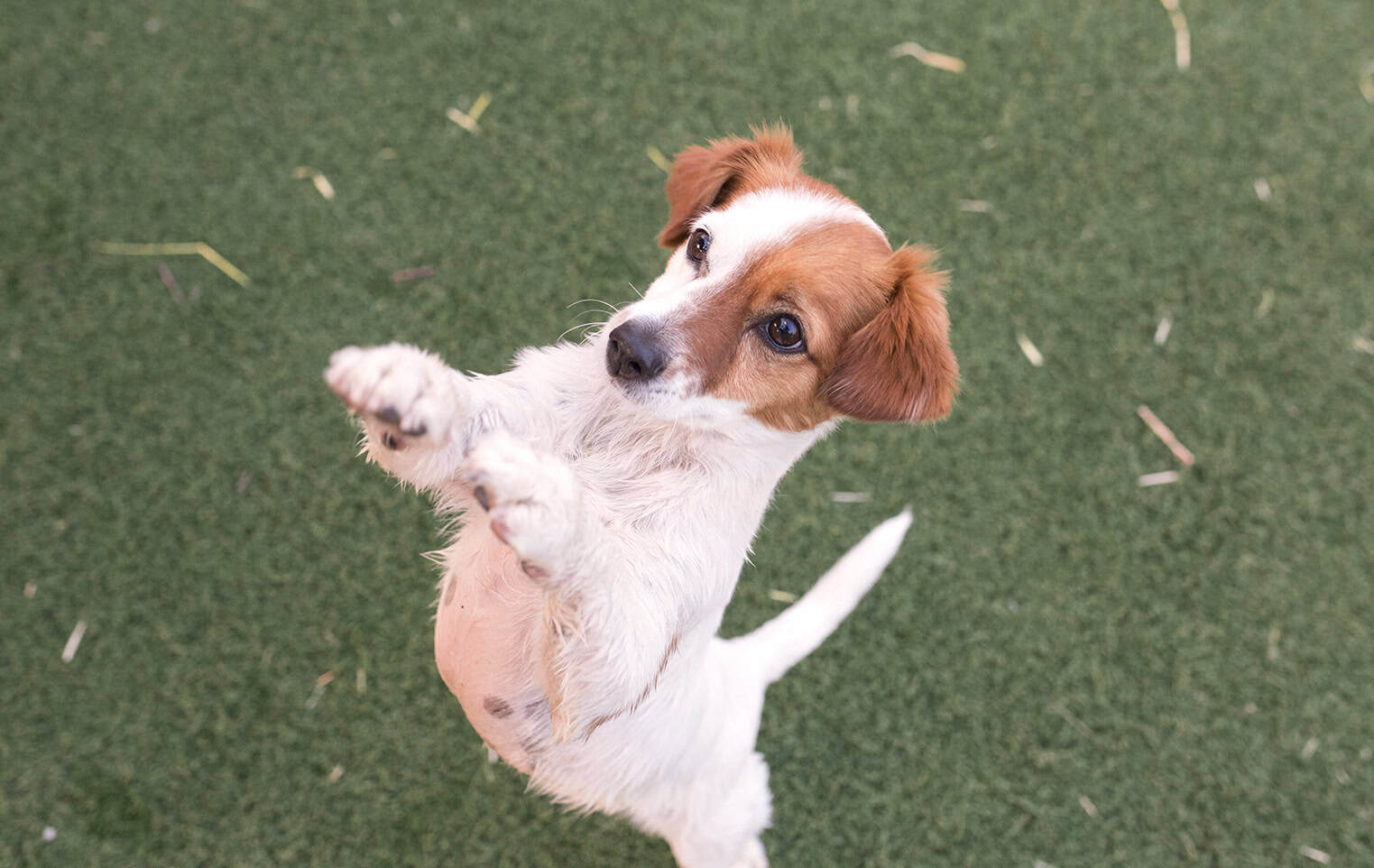 How to stop your dog jumping up (& what doesn’t work) How to stop your dog jumping up (& what doesn’t work)