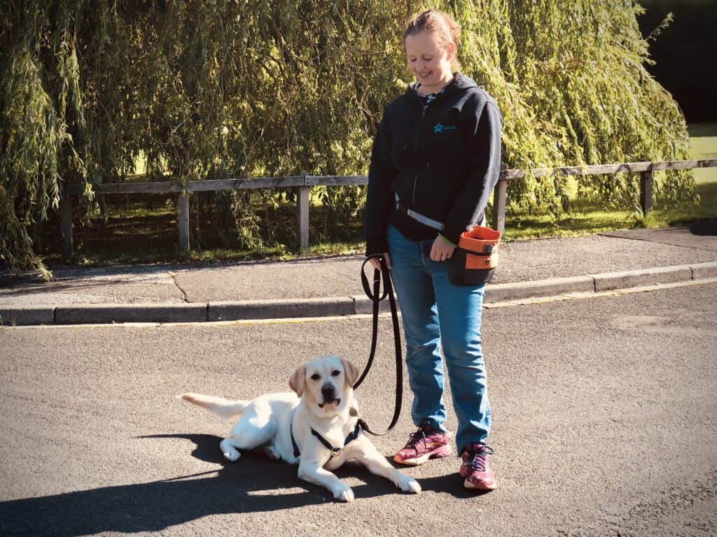 Labrador dog lying calmly on the ground while focusing on its handler during training