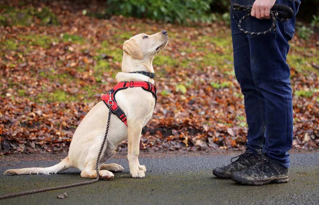 Labrador puppy sitting and looking attentively at its handler during reward based dog training