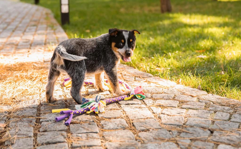 playful puppy with tug toy